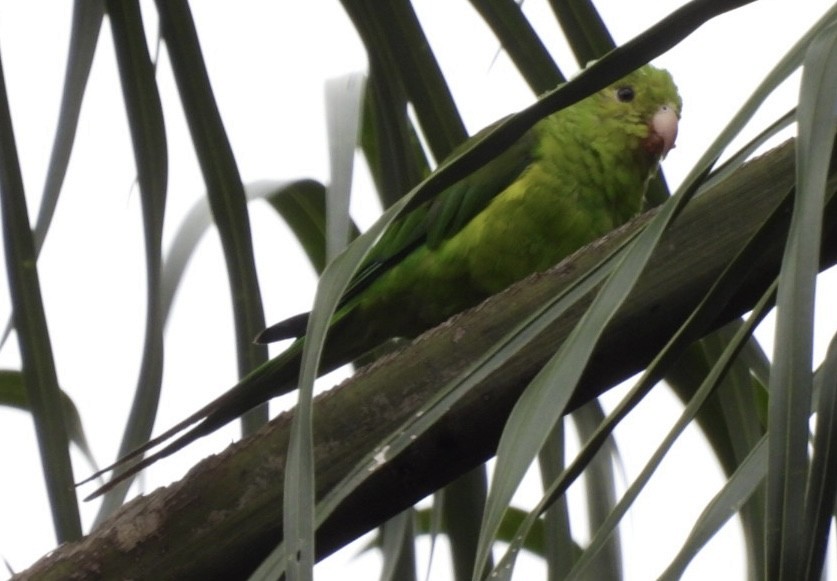 tirika zelený - ML647269249