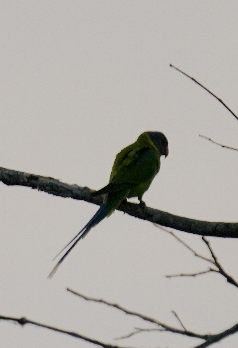 Perruche à tête prune - ML647269256