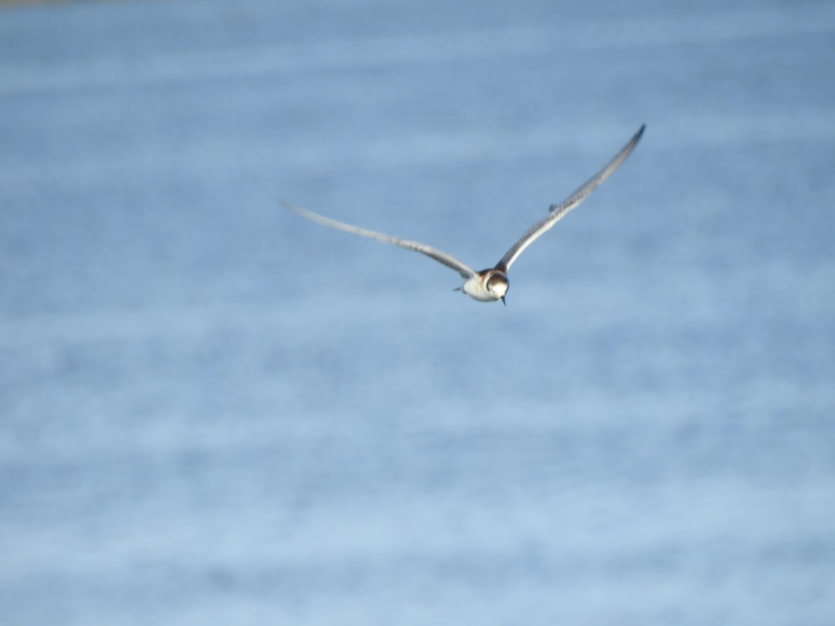 White-winged Tern - ML647269261