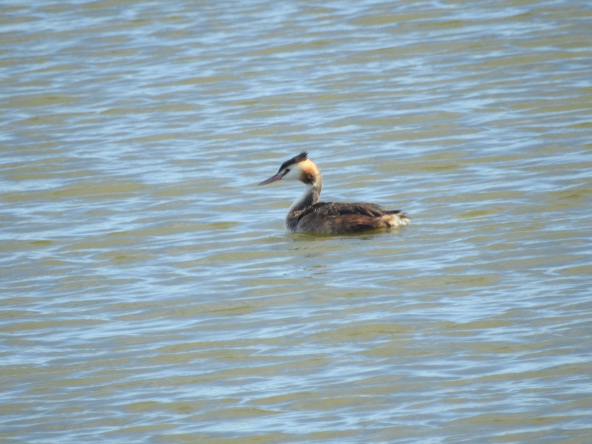 Great Crested Grebe - ML647269272