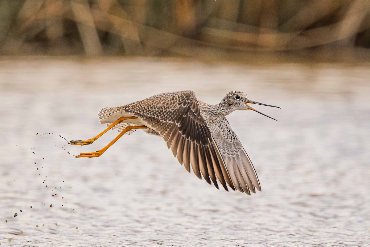 Greater Yellowlegs - ML647269276