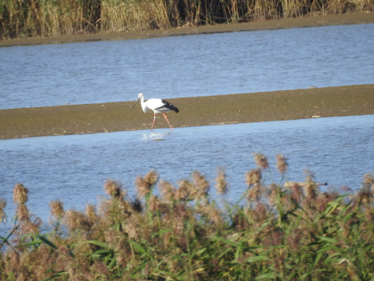 svartnebbstork - ML647269289