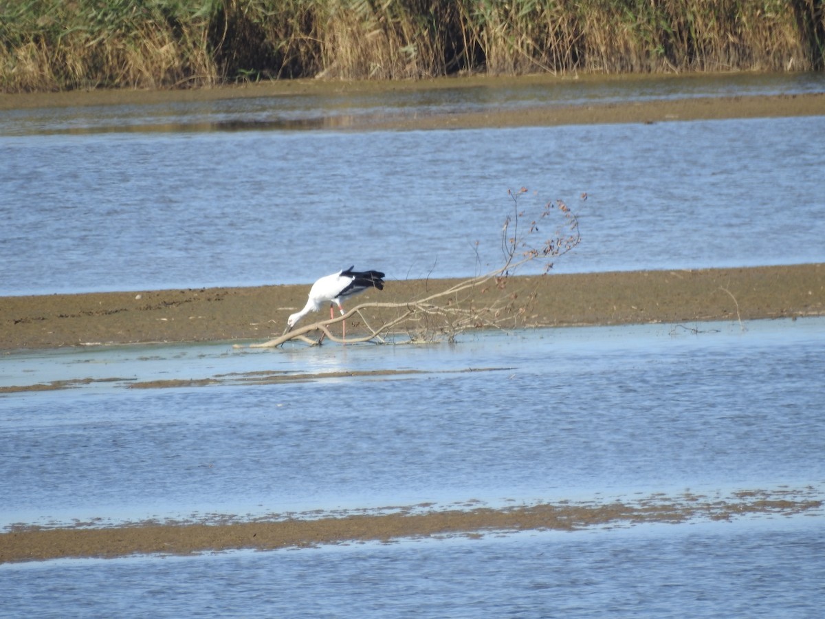 svartnebbstork - ML647269290