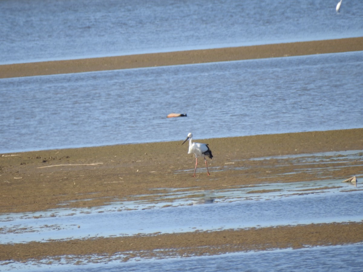 svartnebbstork - ML647269291