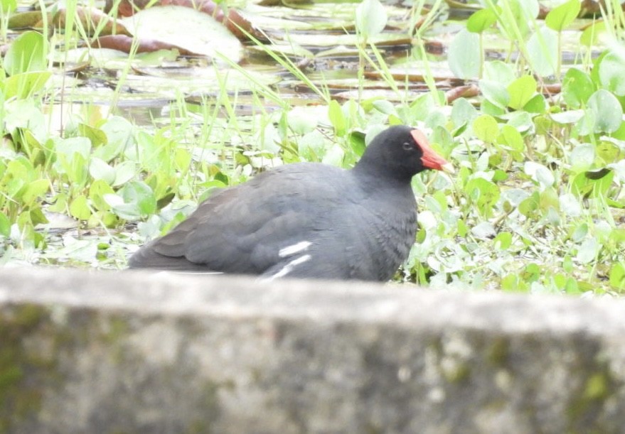 Курочка латиноамериканська - ML647269293