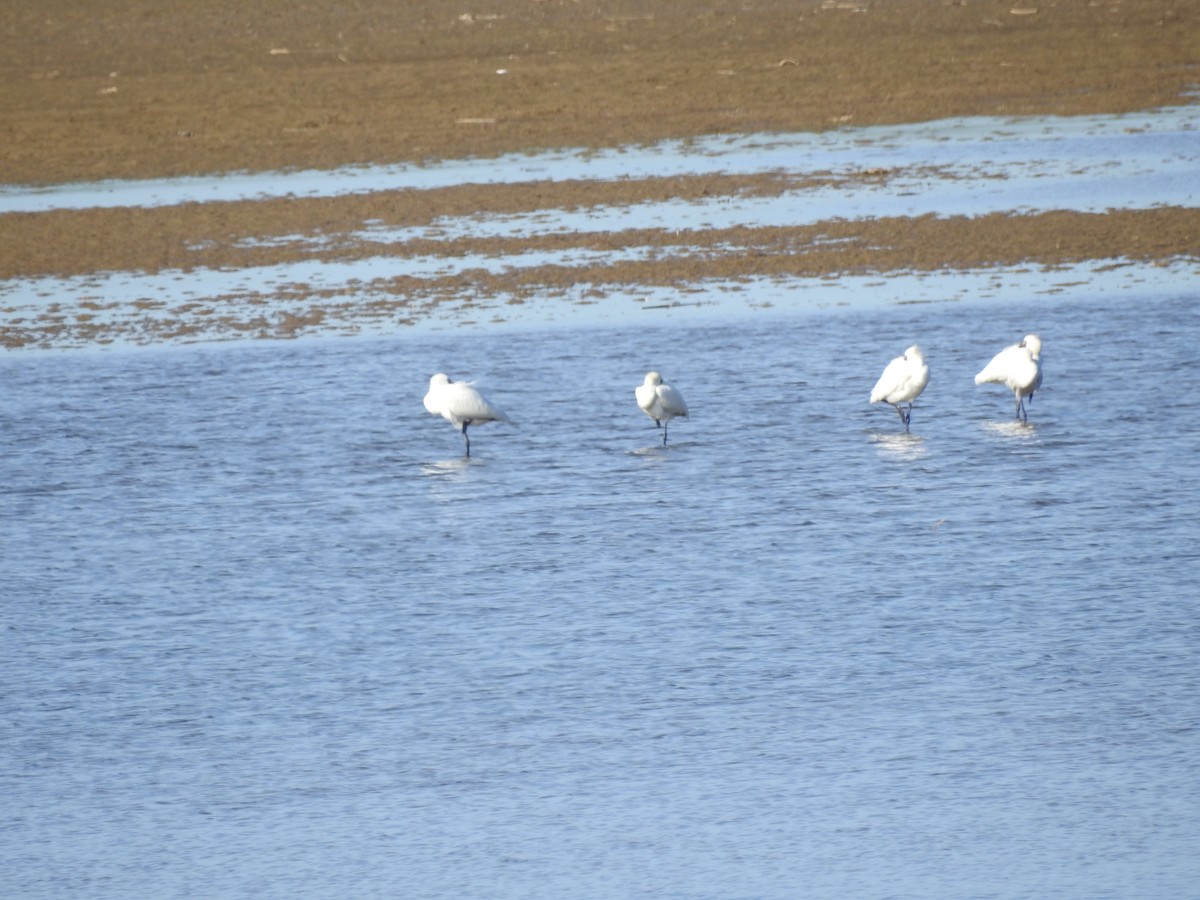 Black-faced Spoonbill - ML647269298