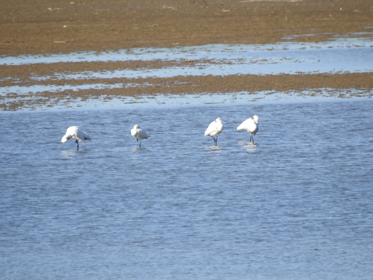 Black-faced Spoonbill - ML647269299