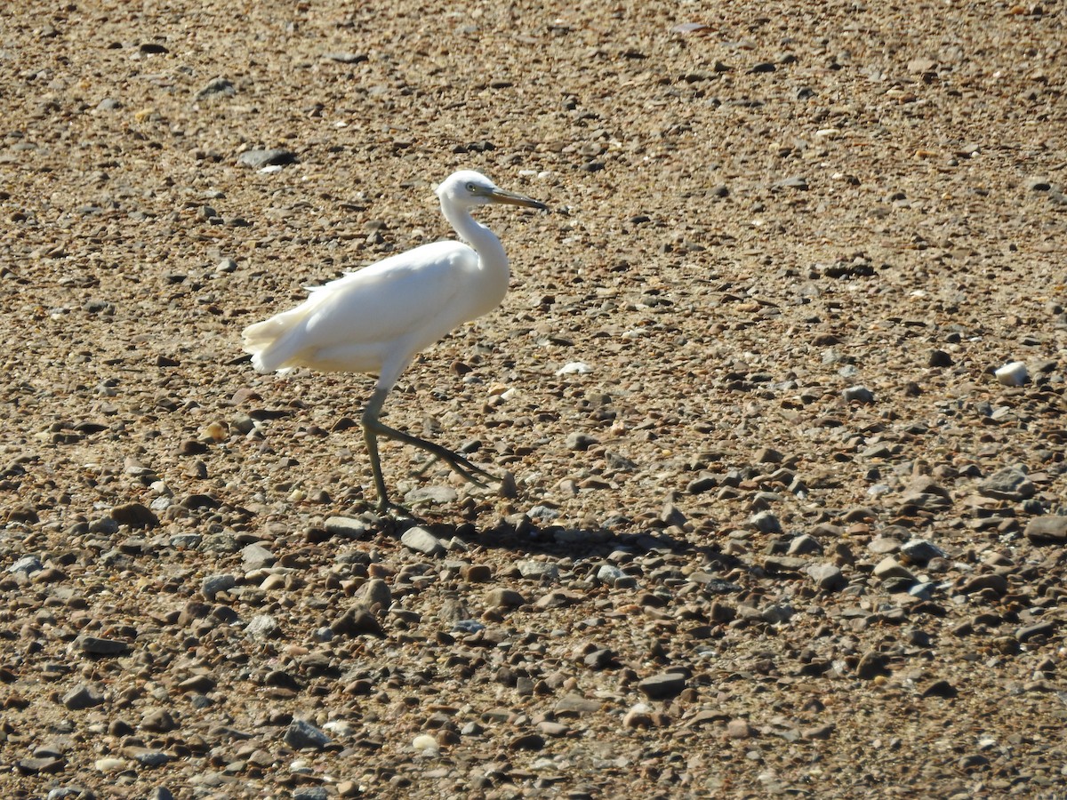 Swinhoe Ak Balıkçılı - ML647269302