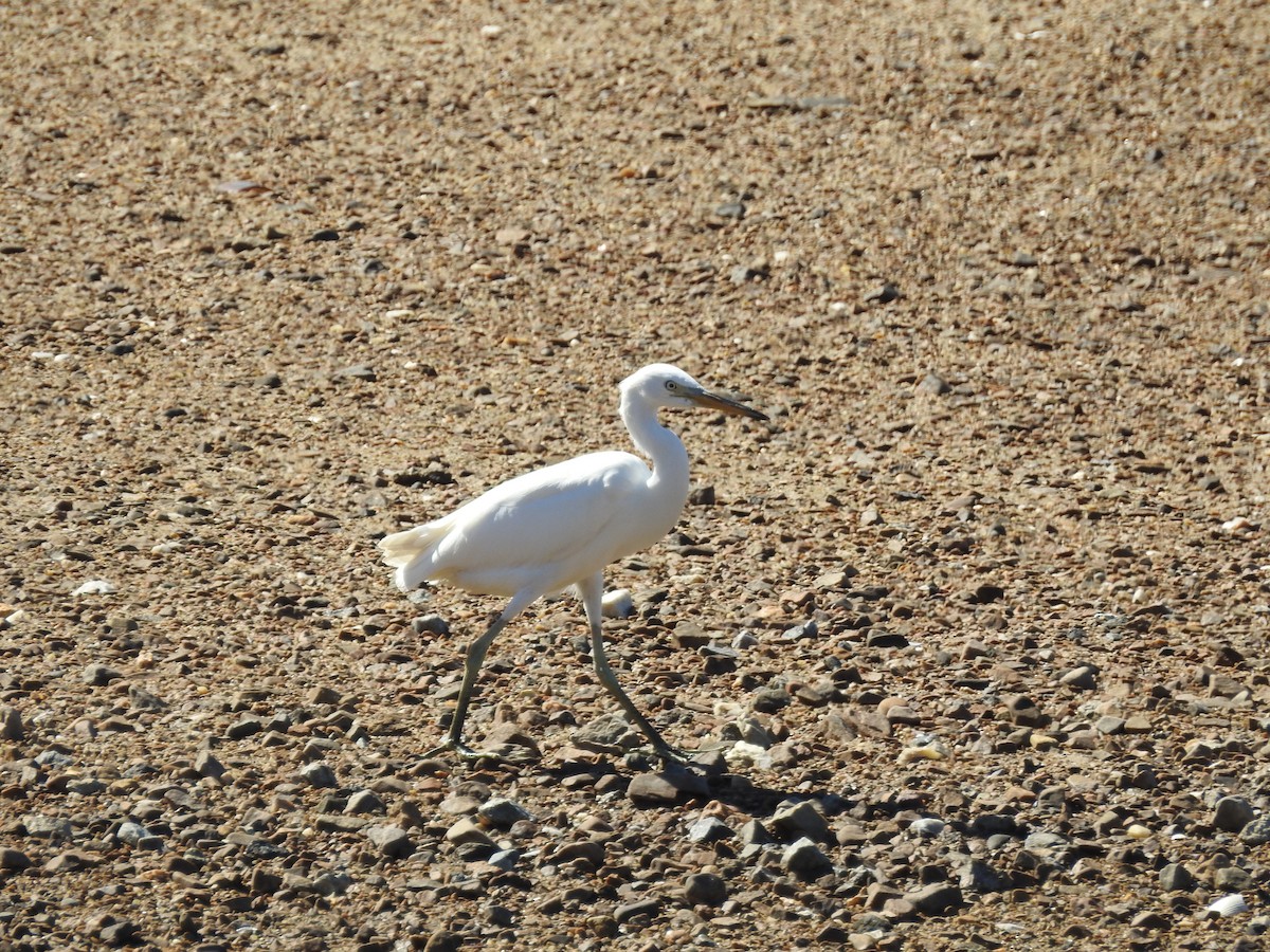 Swinhoe Ak Balıkçılı - ML647269303