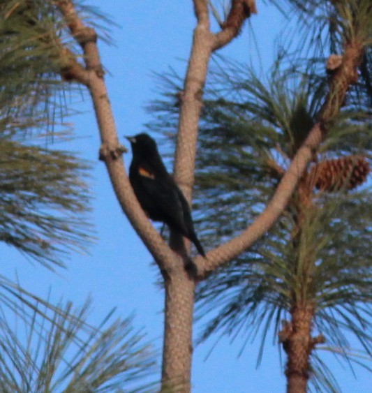 Red-winged Blackbird - ML647269314