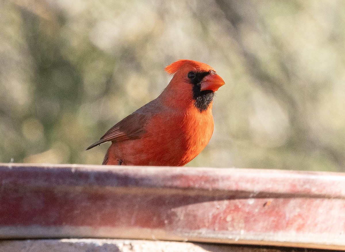 Cardinal rouge - ML647269326