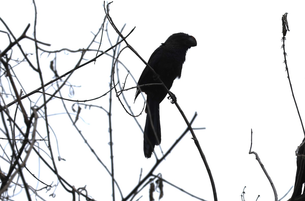 Smooth-billed Ani - ML647269332