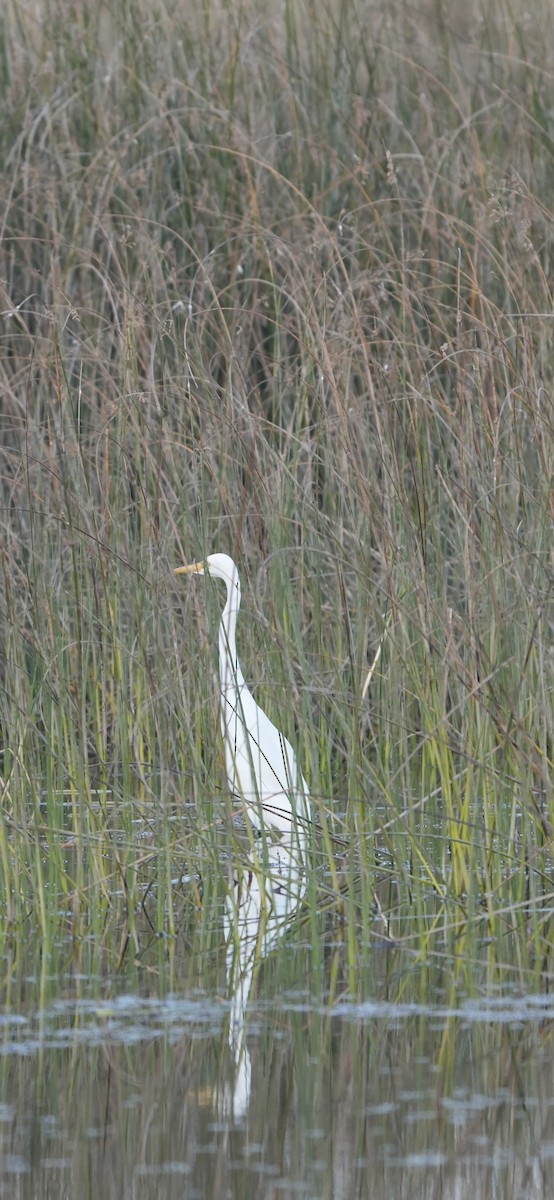 Garceta Grande - ML647269333