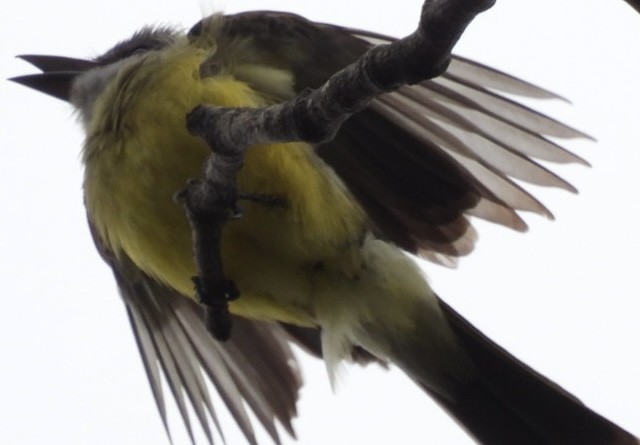Tropical Kingbird - ML647269336