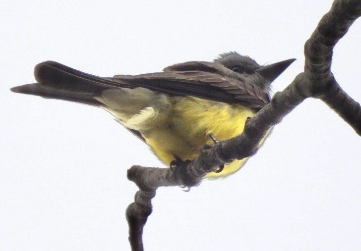 Tropical Kingbird - ML647269337