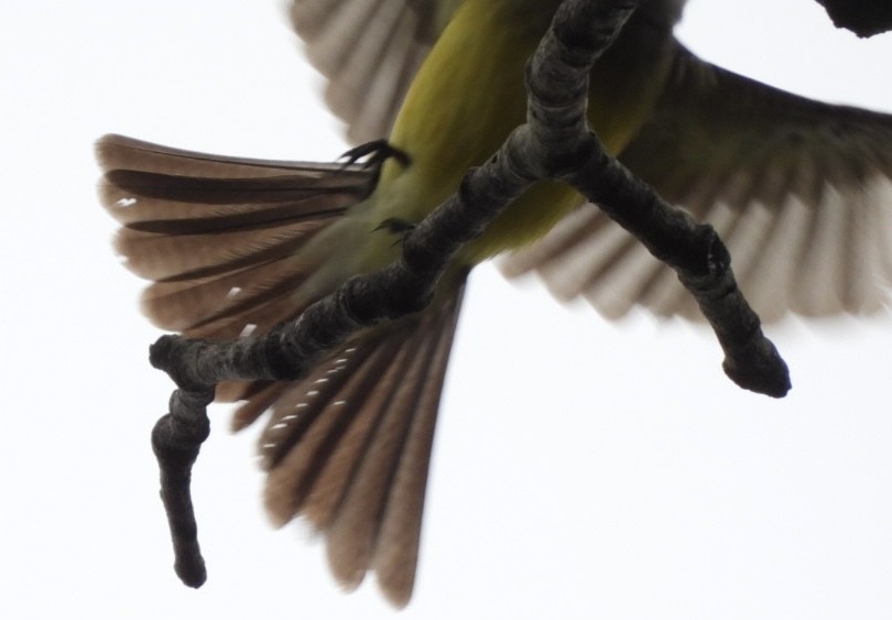 Tropical Kingbird - ML647269338