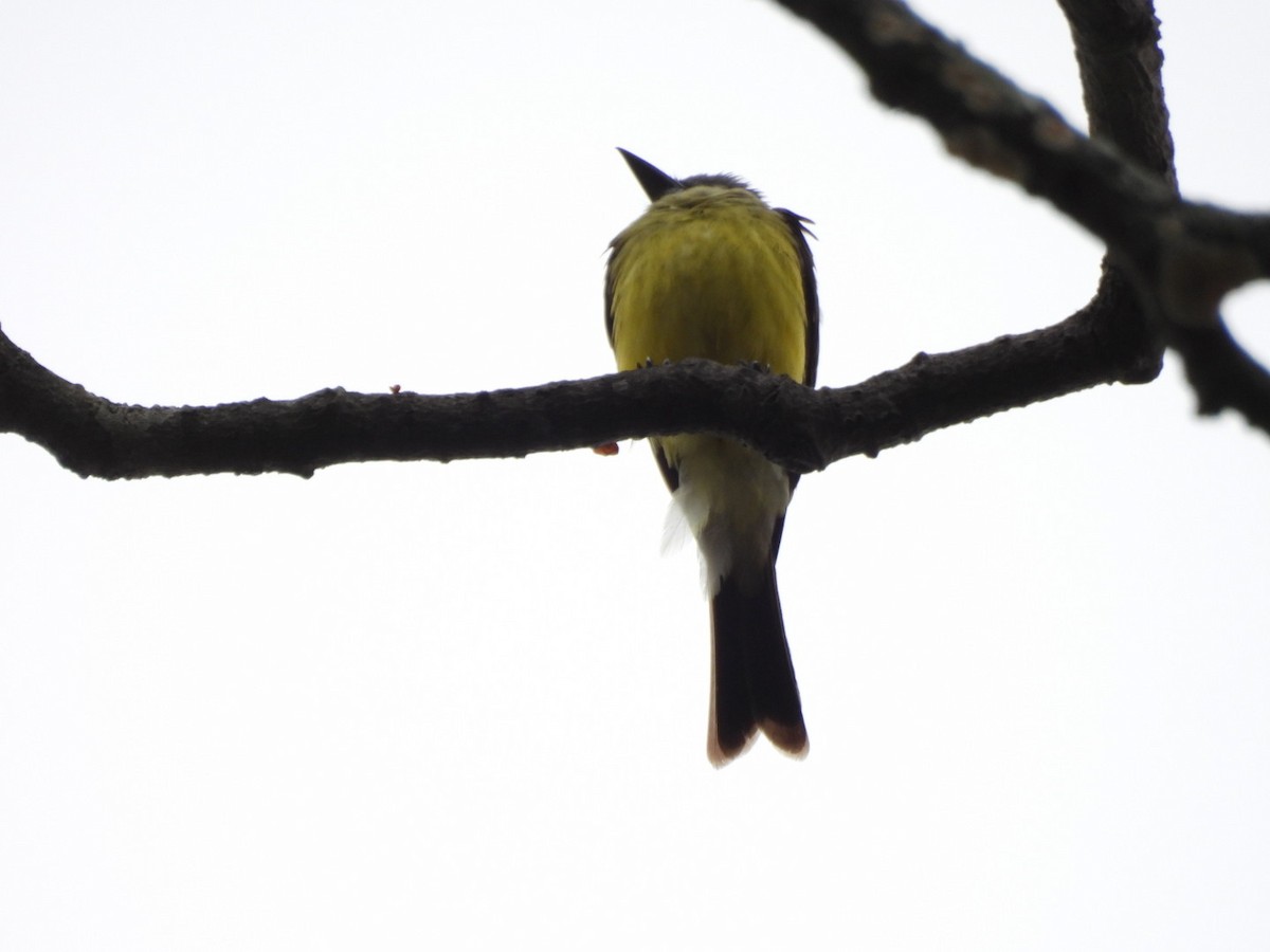 Tropical Kingbird - ML647269339