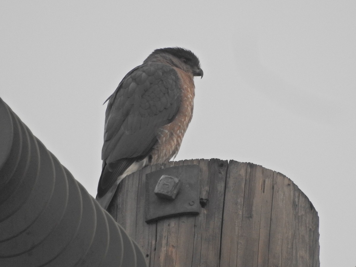Cooper's Hawk - ML647269341