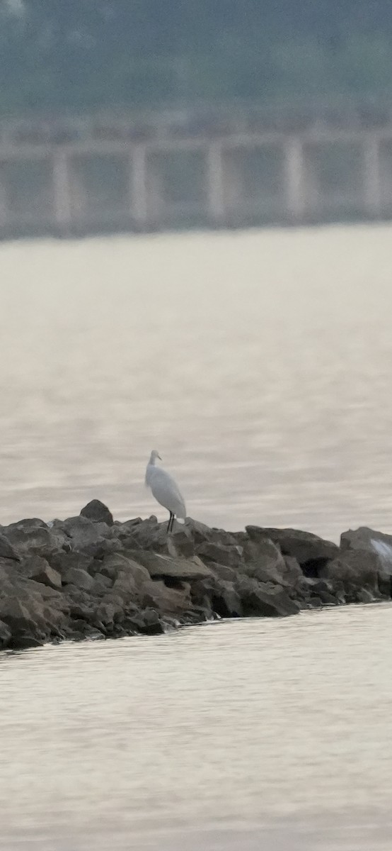 Little Egret - ML647269354