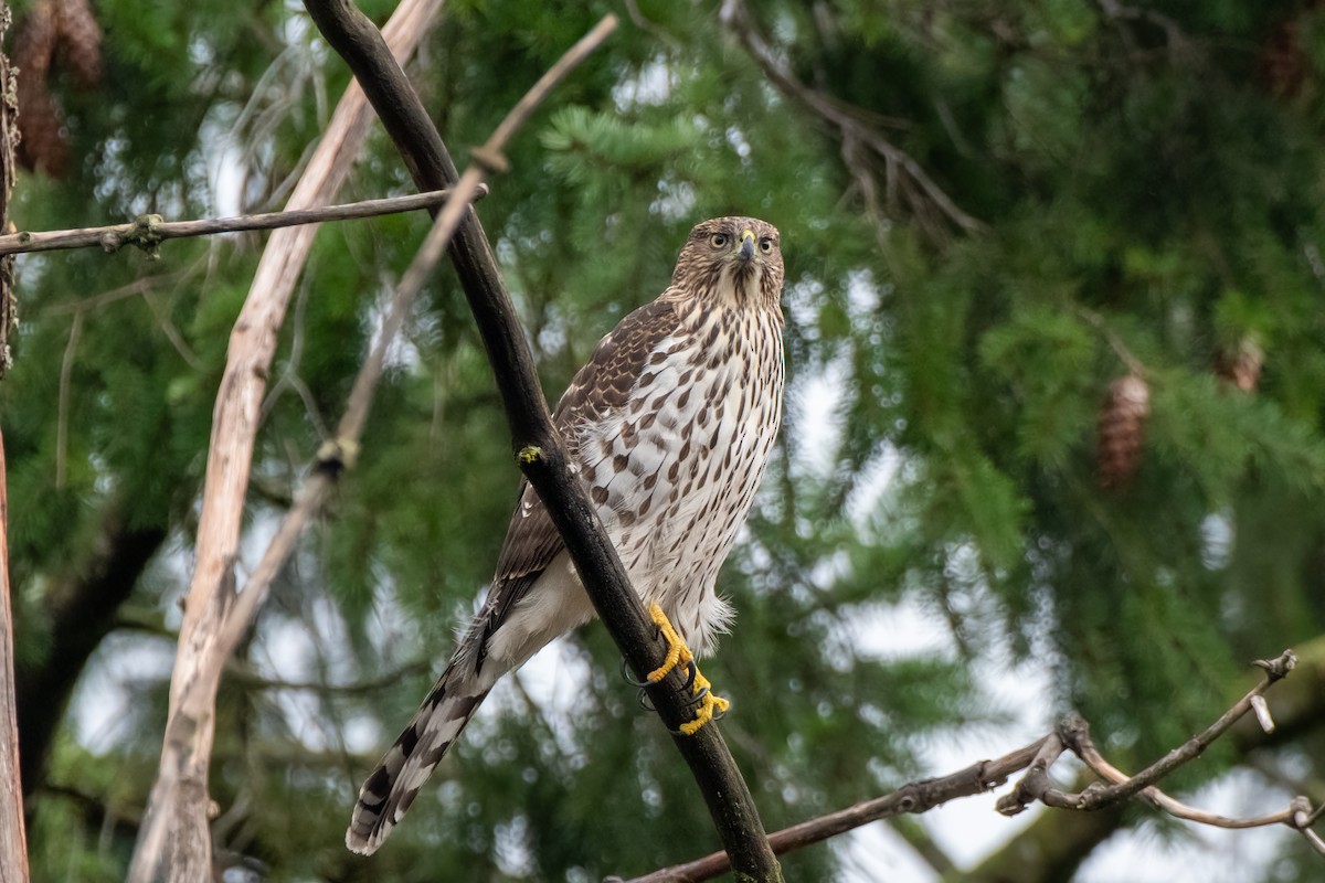Cooper's Hawk - ML647269363