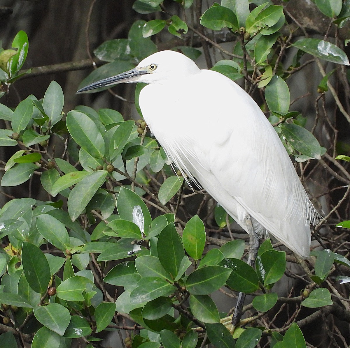 Little Egret (Western) - ML647269365