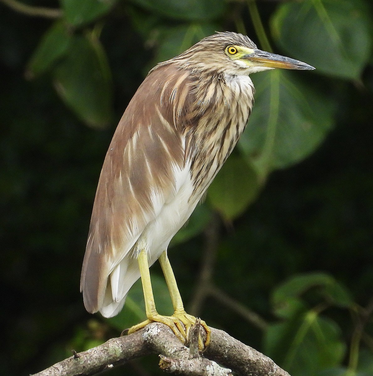 Chinese Pond-Heron - ML647269373