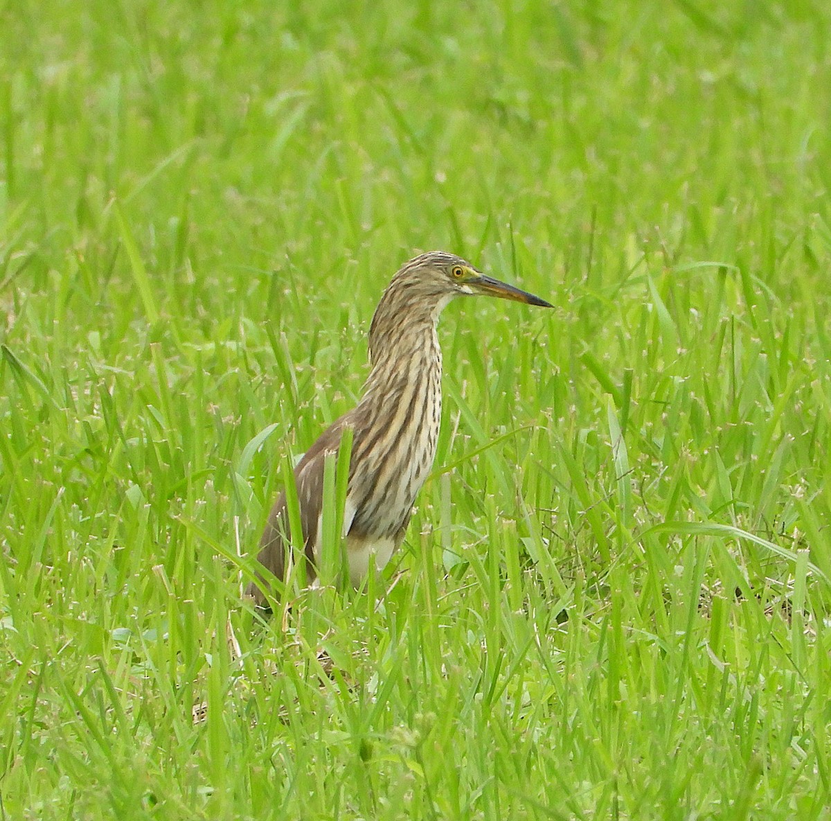 Chinese Pond-Heron - ML647269374