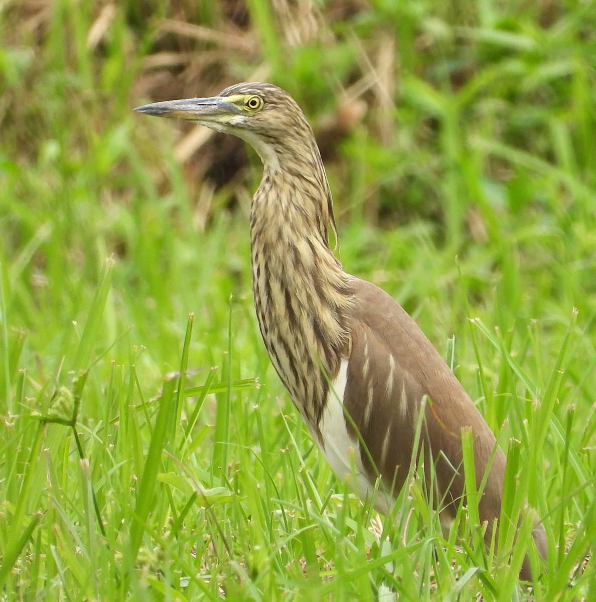 Chinese Pond-Heron - ML647269375