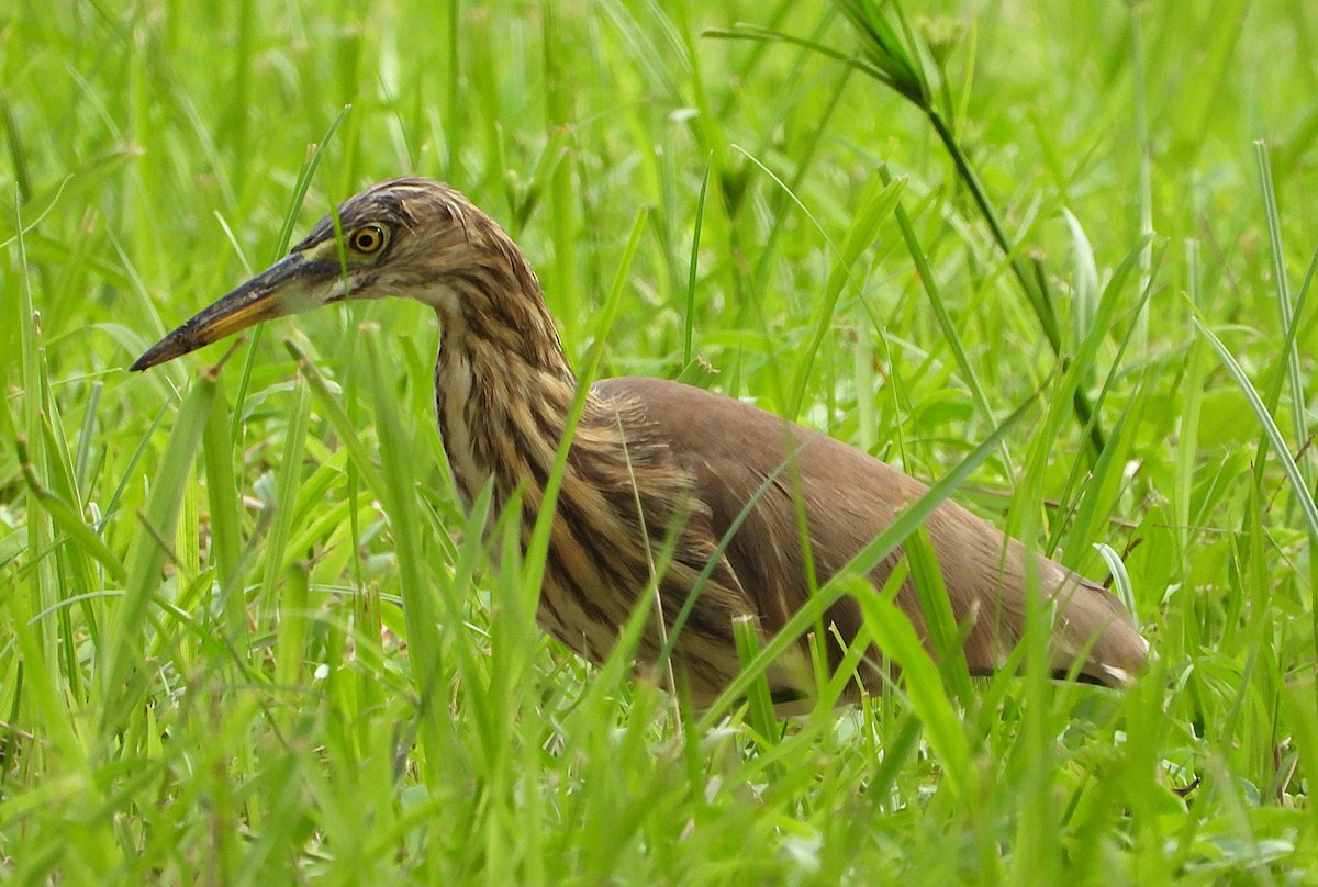 Chinese Pond-Heron - ML647269377