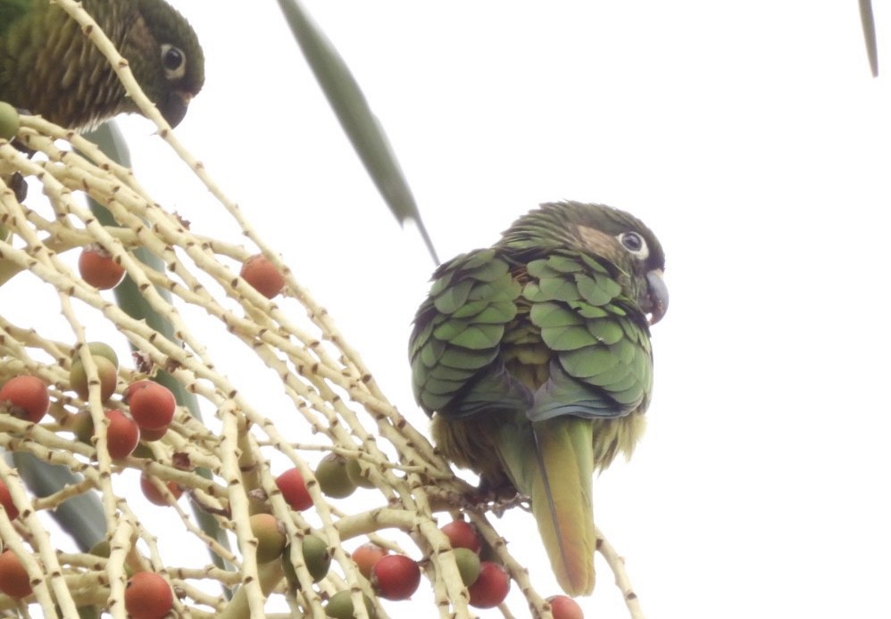 pyrura hnědouchý - ML647269379