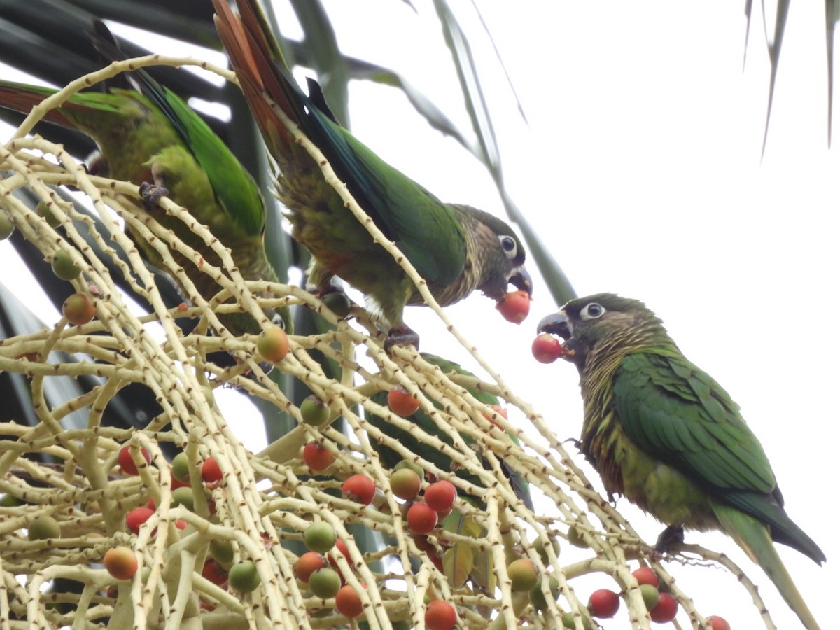 pyrura hnědouchý - ML647269380