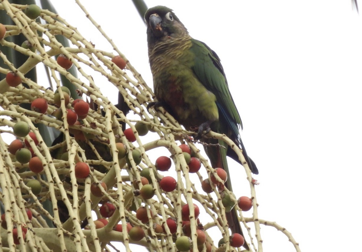 pyrura hnědouchý - ML647269381