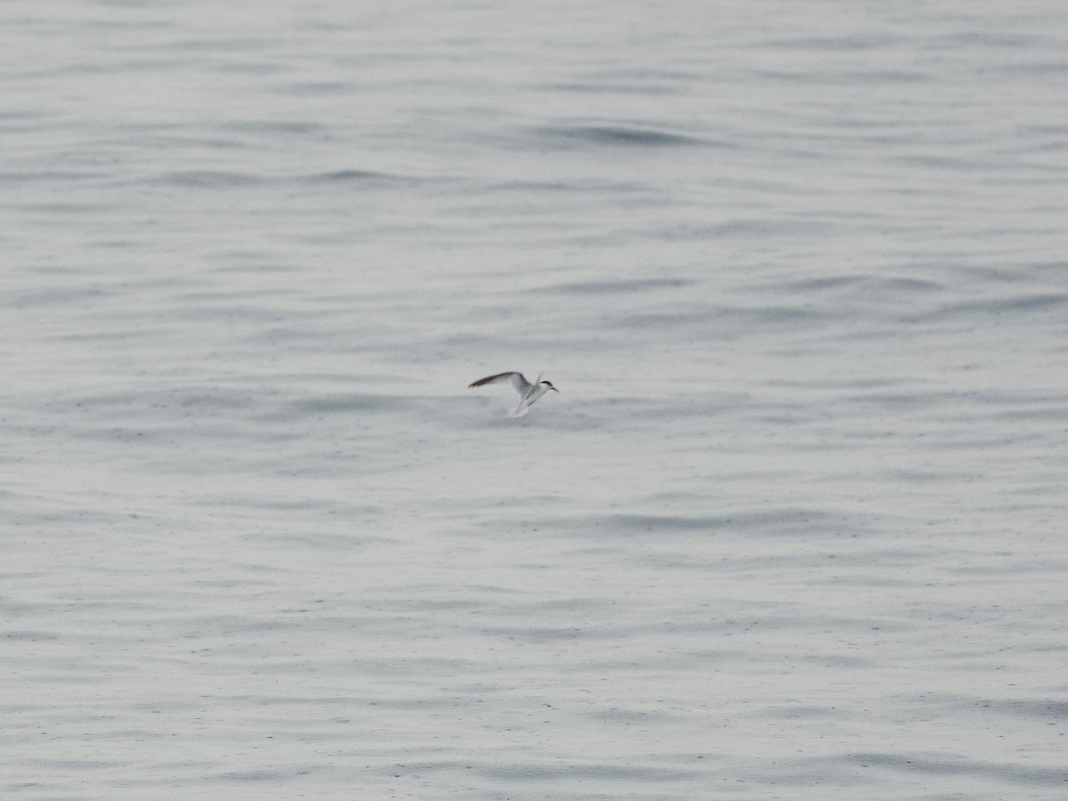 Little Tern - ML647269397