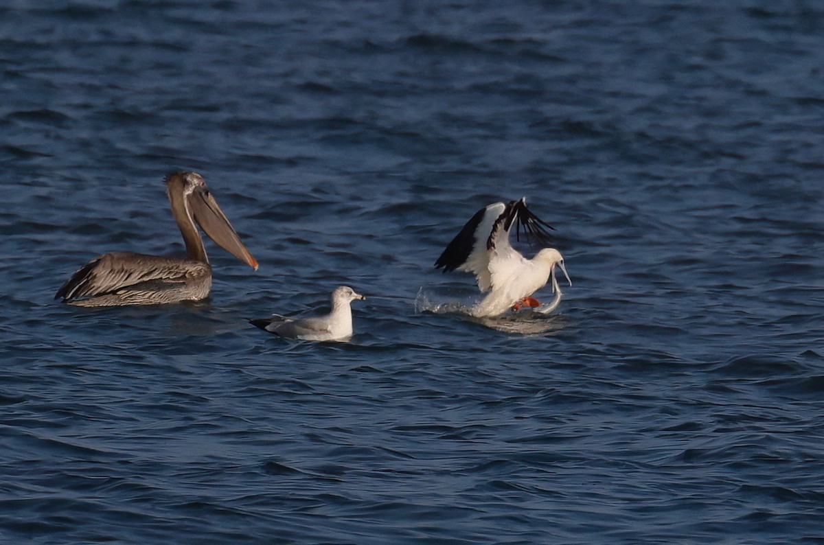 Rotfußtölpel - ML647269398