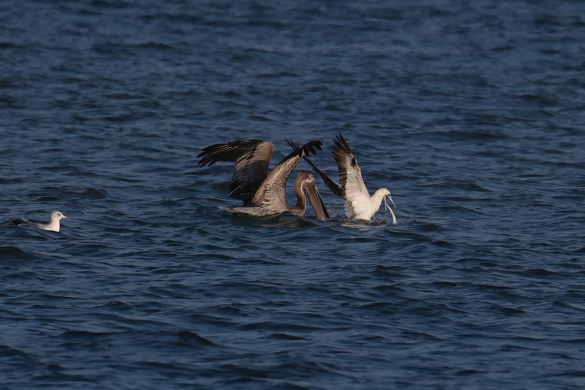 Rotfußtölpel - ML647269399