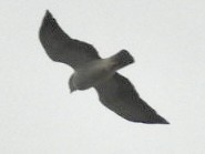 káně krátkoocasá - ML647269401