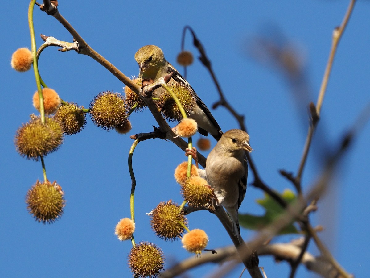 Chardonneret jaune - ML647269404