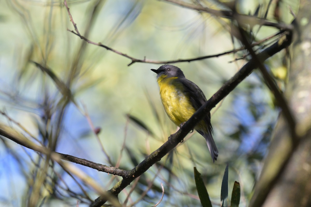 gulbrystflueskvett - ML647269412