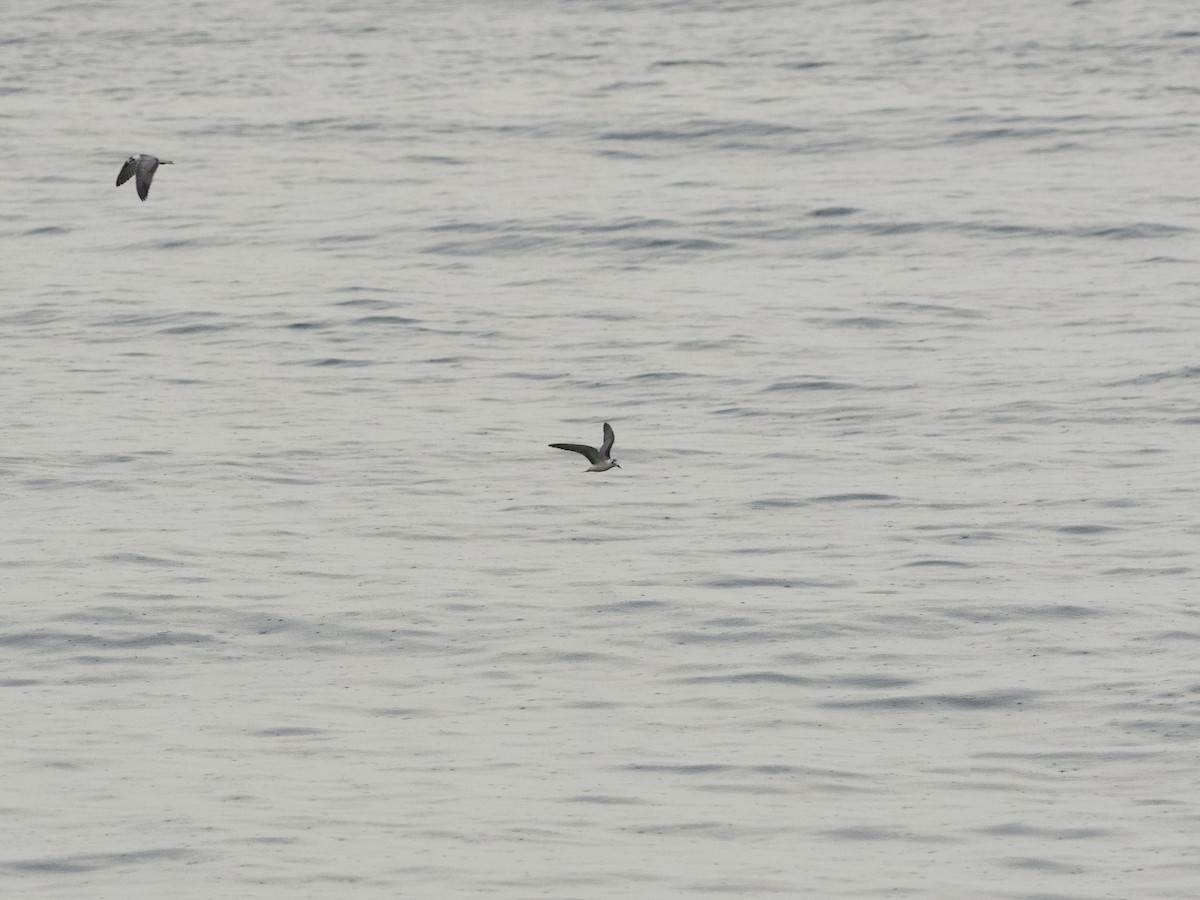 White-winged Tern - ML647269413