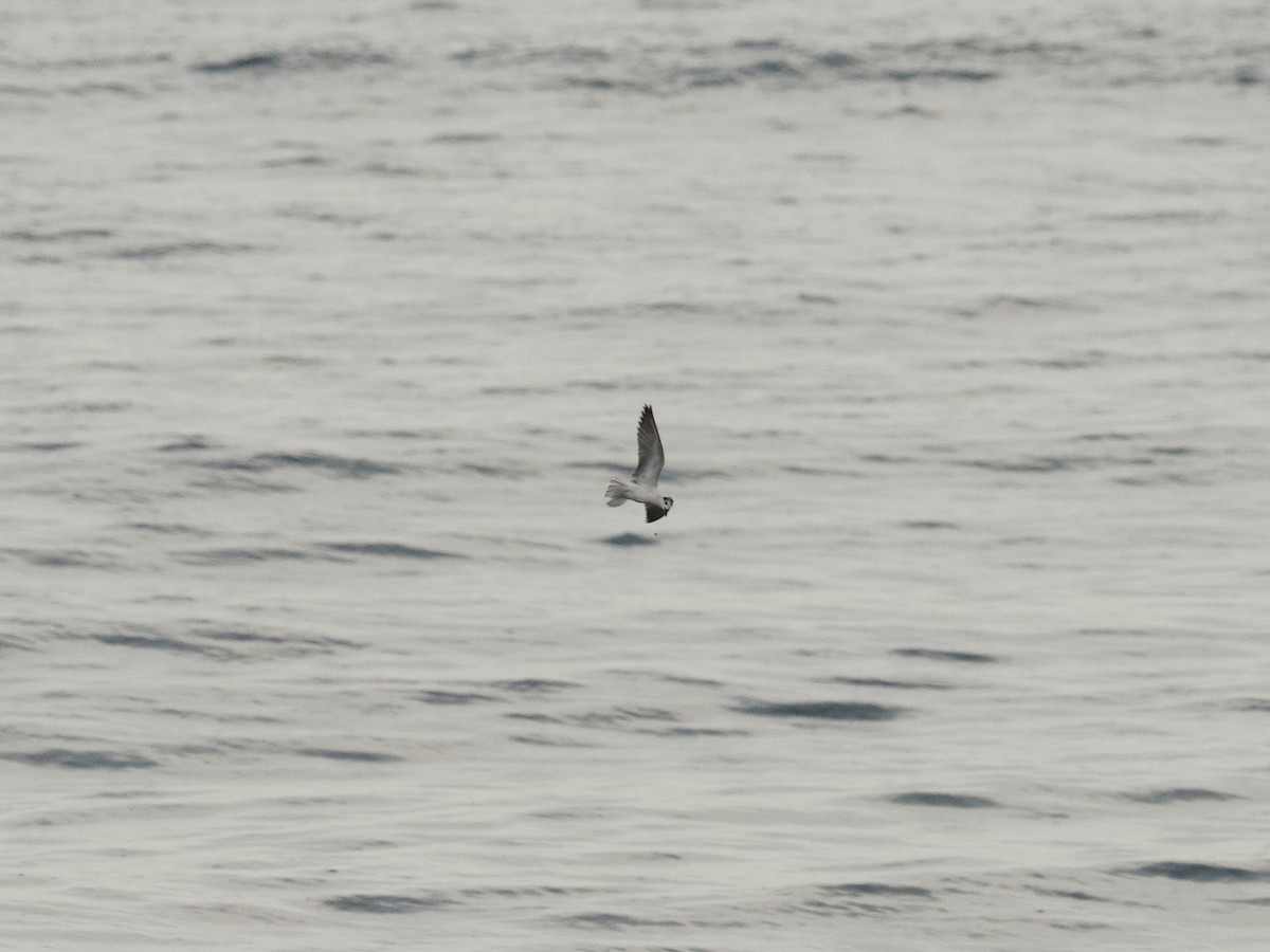 White-winged Tern - ML647269414
