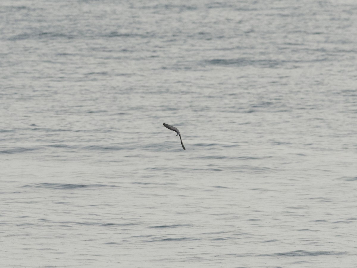 ハジロクロハラアジサシ - ML647269415