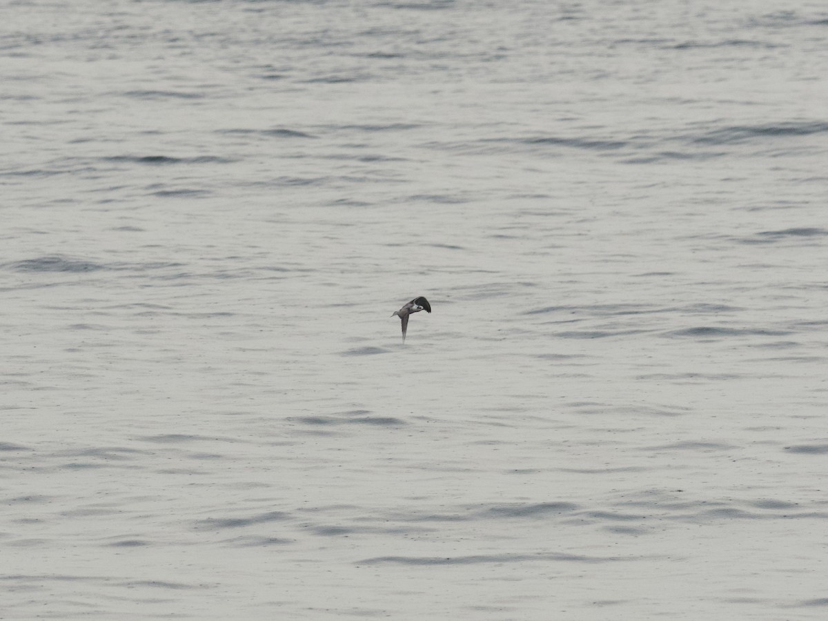 White-winged Tern - ML647269416