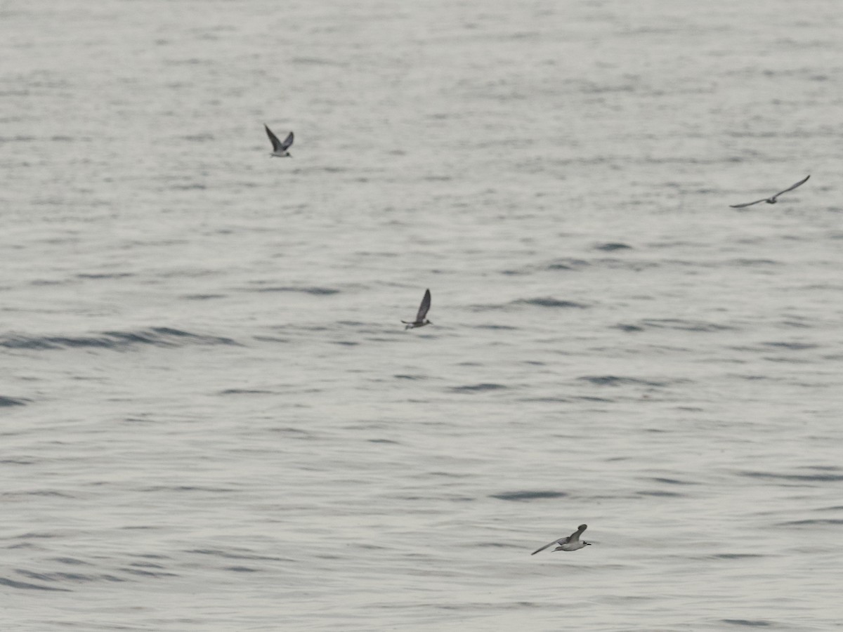 ハジロクロハラアジサシ - ML647269417