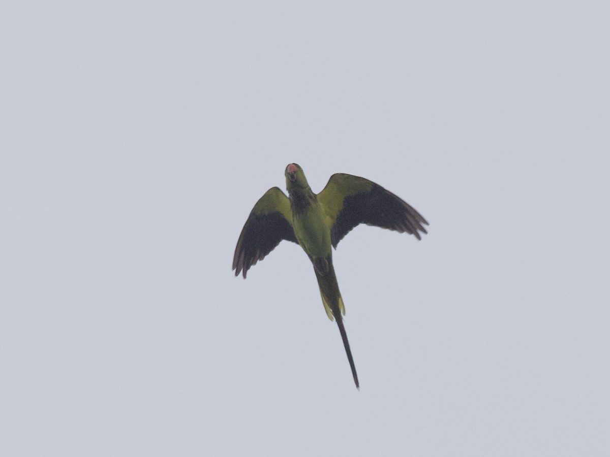 Long-tailed Parakeet - ML647269418
