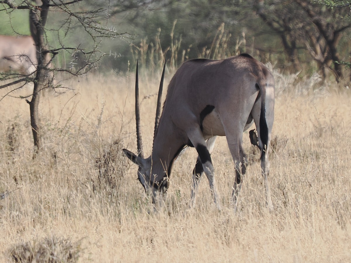 rødnebboksehakker - ML647269426