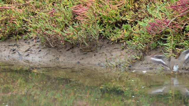 Spotted Sandpiper - ML647269428