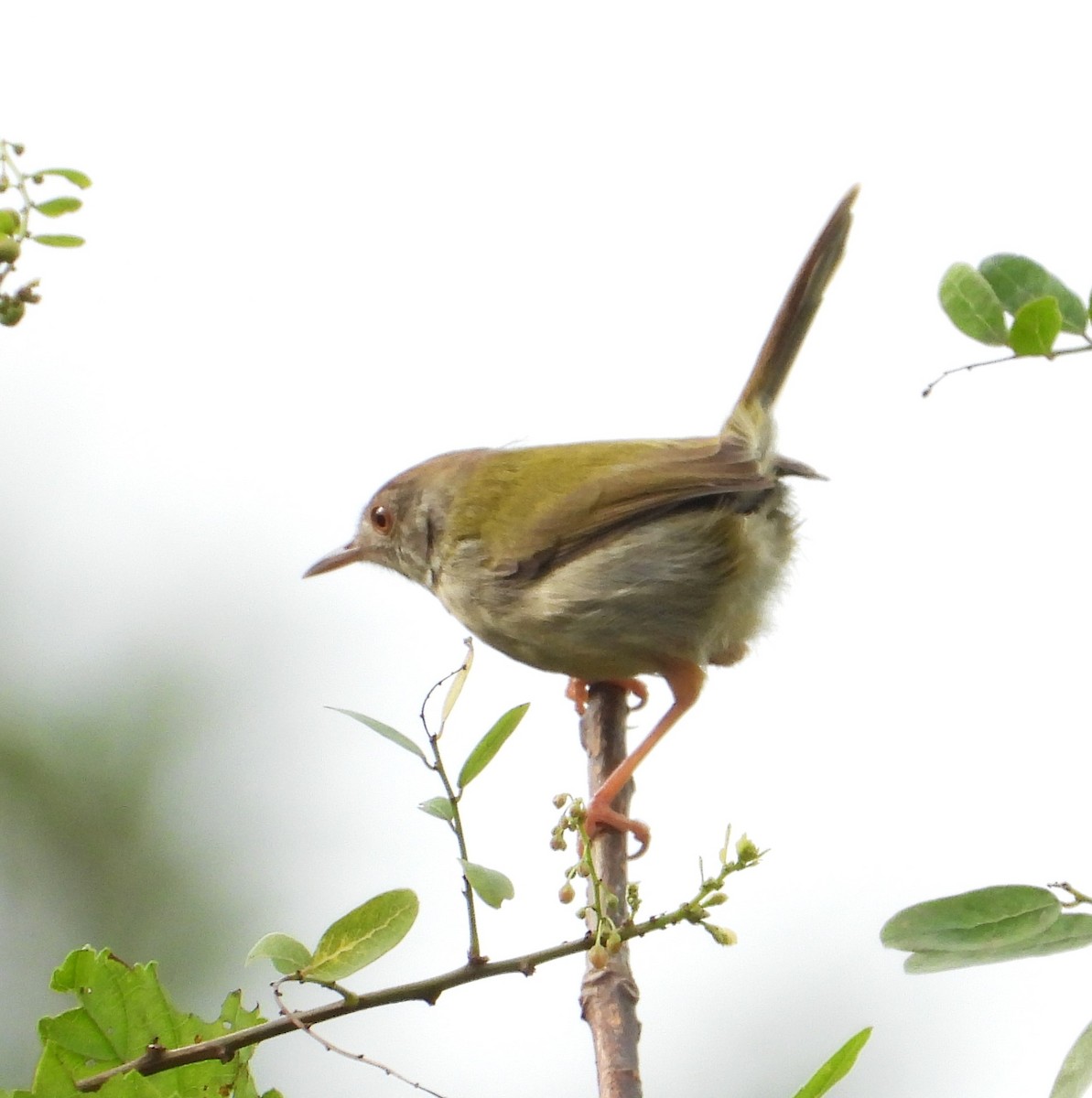 Terzikuşu - ML647269433