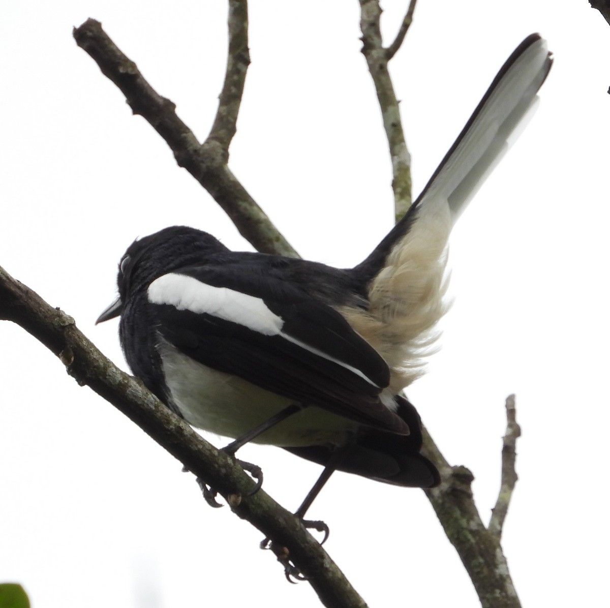 シキチョウ - ML647269437