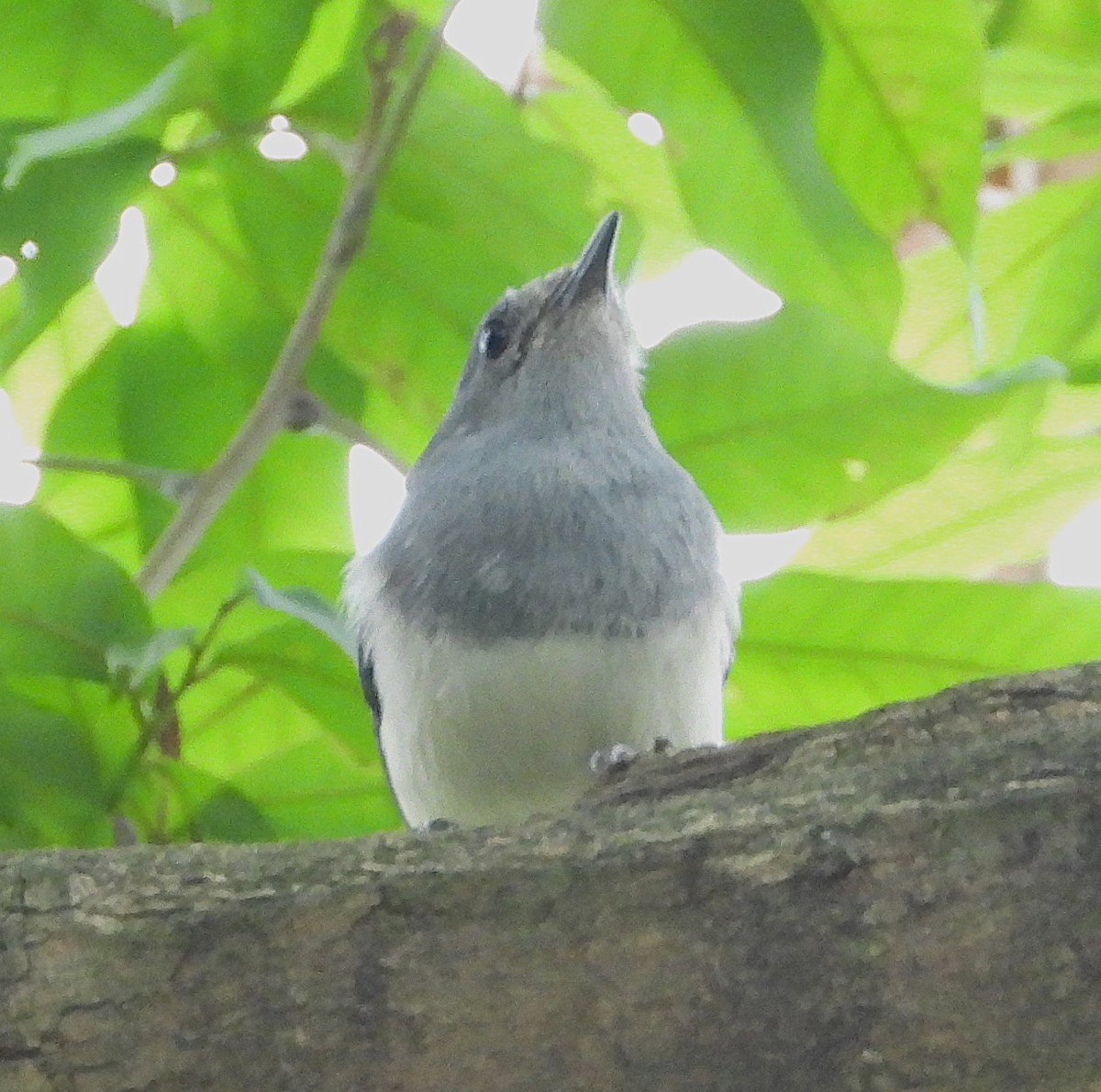 シキチョウ - ML647269438