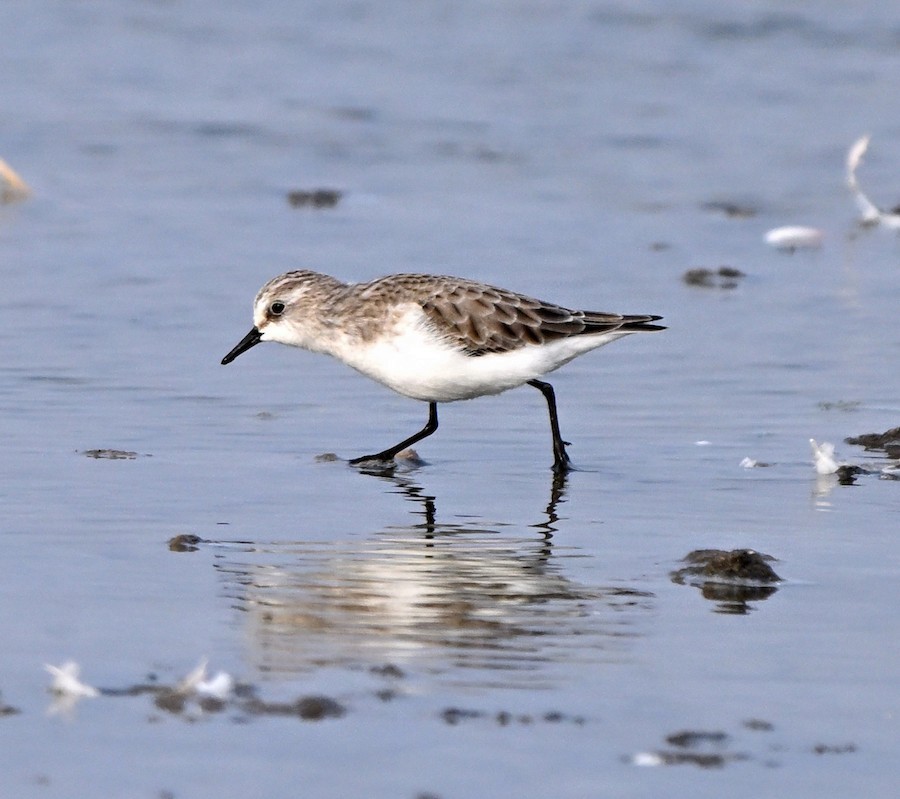 ヨーロッパトウネン - ML647269439